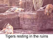 Tiger reserve at Ranthambhor
